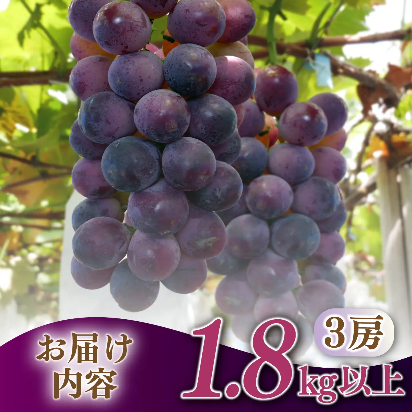 【2027年7月下旬-発送】巨峰ぶどう 3房1.8kg以上 [SCW073] ぶどう