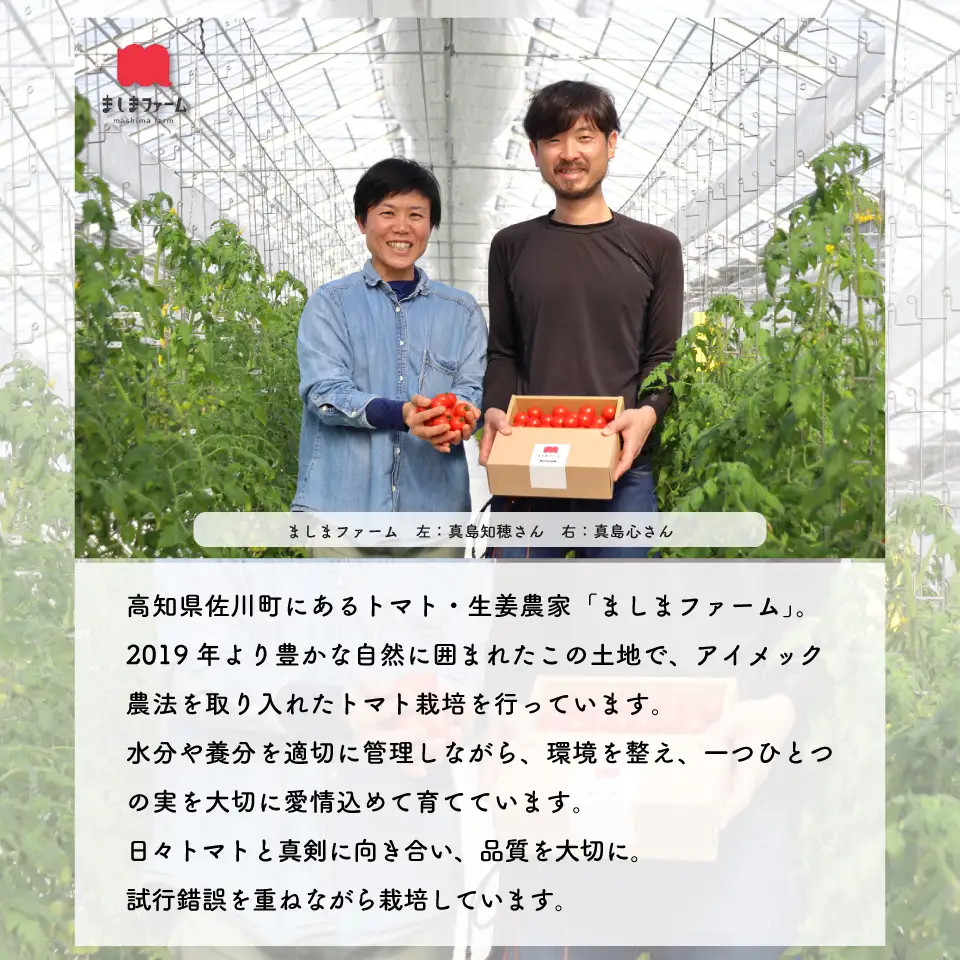 【2025年12月～発送】訳あり ミニトマト・フルティカ ＜約1.2kg＞フルーツトマト 訳あり ワケあり 規格外  ましまファーム  アイメック☆栽培