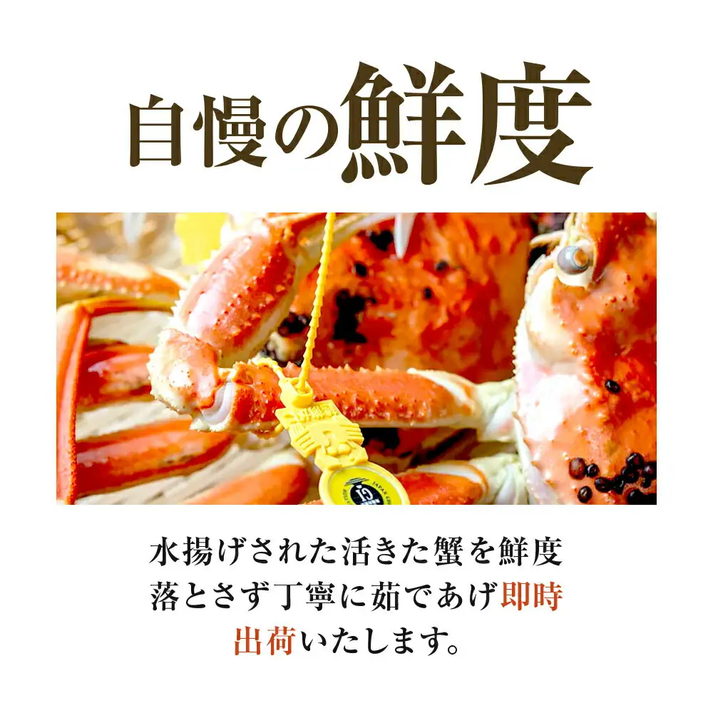 【先行予約/11月7日より順次発送】【希望月指定可】 越前がに 600ｇ×1ハイ  / 蟹 ズワイガニ ずわいがに ボイル 冷蔵 小浜市 / まるほ商店 【配送不可地域：北海道・沖縄・離島】[BFCS018]