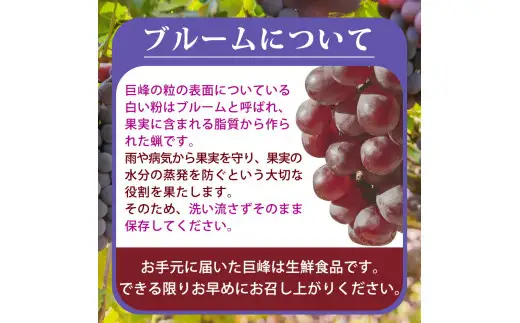 紀州和歌山産の種なし巨峰ぶどう２房（約800g～1kg） / ぶどう ブドウ 葡萄 種無し フルーツ 果物 くだもの ※2027年8月中旬〜9月上旬頃順次発送予定 ※離島への配送不可 【uot517-r-0d8】