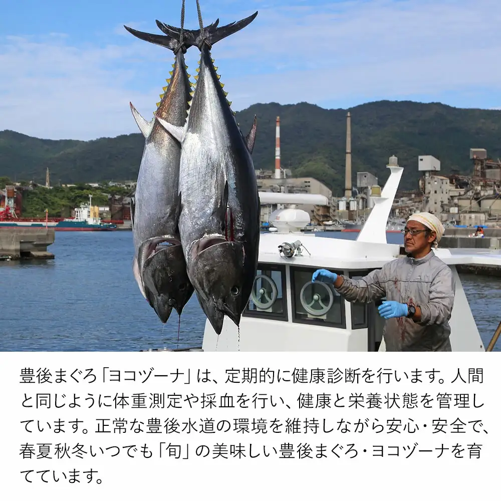 本まぐろ ヨコヅーナ 頭肉 1尾分 | 本まぐろ 津久見市