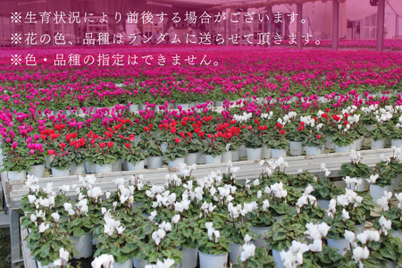 【2026年11月より順次発送】須貝花園 ミニシクラメン(3.5号鉢) 15鉢セット｜シクラメン ミニシクラメン 花 季節の花 セット 須貝花園 先行予約 茨城県 行方市(C-1)