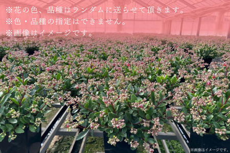 【2027年2月より順次発送】須貝花園 カランコエ 1鉢(7号鉢)｜カランコエ 花 季節の花 須貝花園 先行予約 茨城県 行方市(C-3)