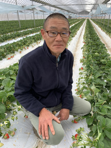 【2027年3月発送】 先行予約 いちご さちのか 約250g×4パック