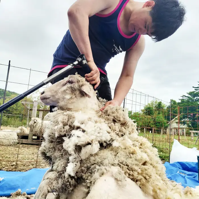 ひつじ飼いが作る ウールソックス（ライトブルー）【ウールソックス 靴下 ソックス 厚手 フリーサイズ ライトブルー 水色 空色 羊 レディース メンズ 男女兼用 島根県 大田市】