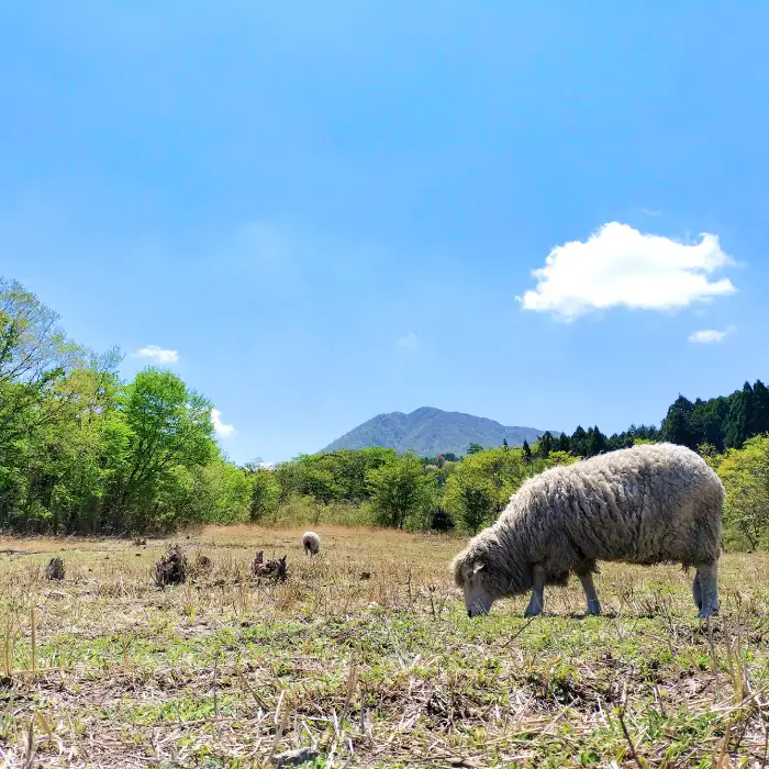 ひつじ飼いが作る ウールソックス（ネイビー）【ウールソックス 靴下 ソックス 厚手 フリーサイズ ネイビー 紺色 羊 レディース メンズ 男女兼用 島根県 大田市】