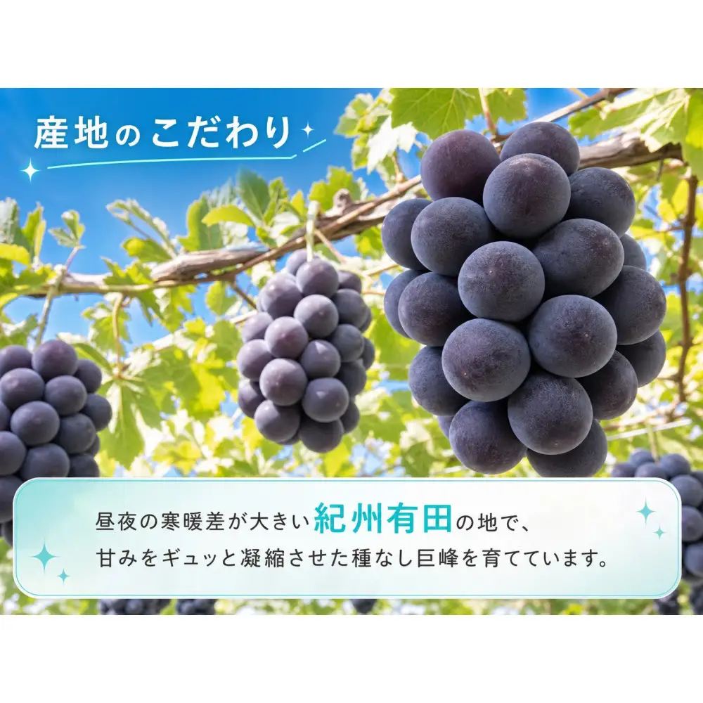 紀州有田産の種なし巨峰ぶどう２房（約800g〜1kg）【2026年発送 先行予約】 巨峰