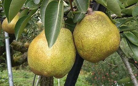 【令和8年産先行予約】 ラ・フランス & 完熟ふじりんご 詰合せ 約5kg (L～3L) 《令和8年11月中旬～発送》 【全国りんご選手権 銀賞】 『船中農園』 林檎 リンゴ 山形県 南陽市 [2176]