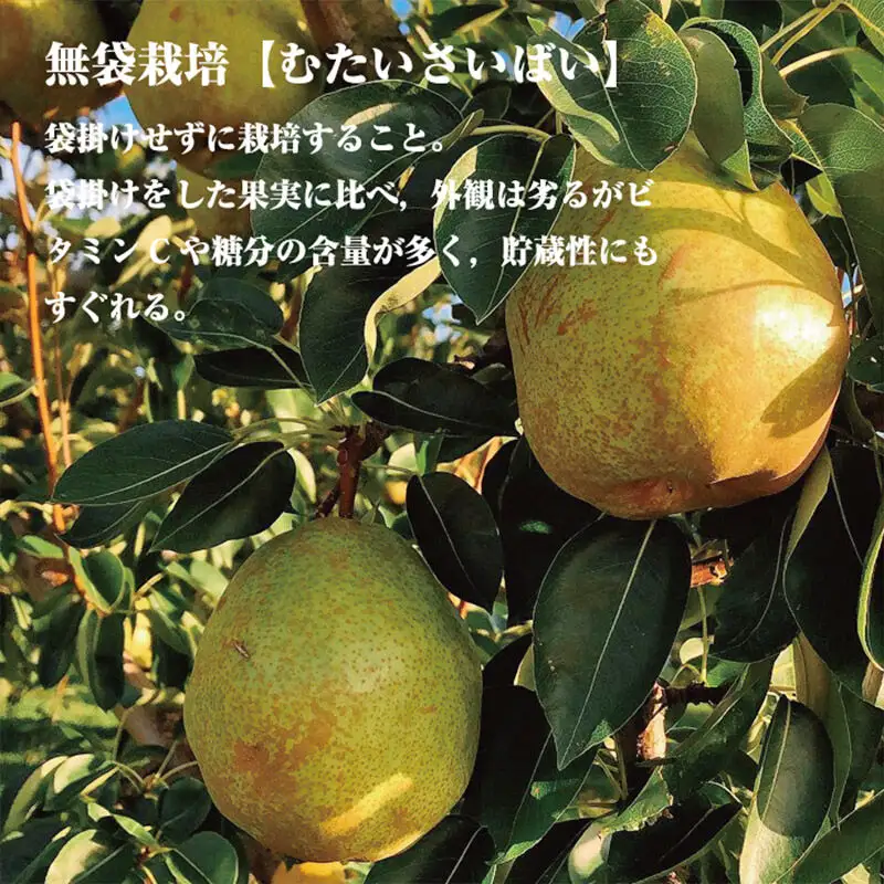 《先行受付！11月上旬より順次発送》洋梨 横手市産 小松谷りんご園謹製 無袋栽培シルバーベル 約3kg