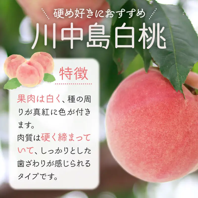 【先行受付】8月中旬より発送 秋田県横手市産 川中島白桃 特秀 16玉前後(約5kg)