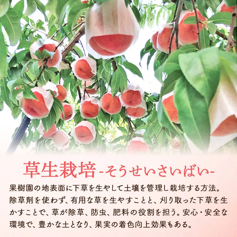《先行受付！8月中旬より順次発送》横手市十文字町 ほそかわ農園 謹製 白桃 （草生栽培） 約2kg