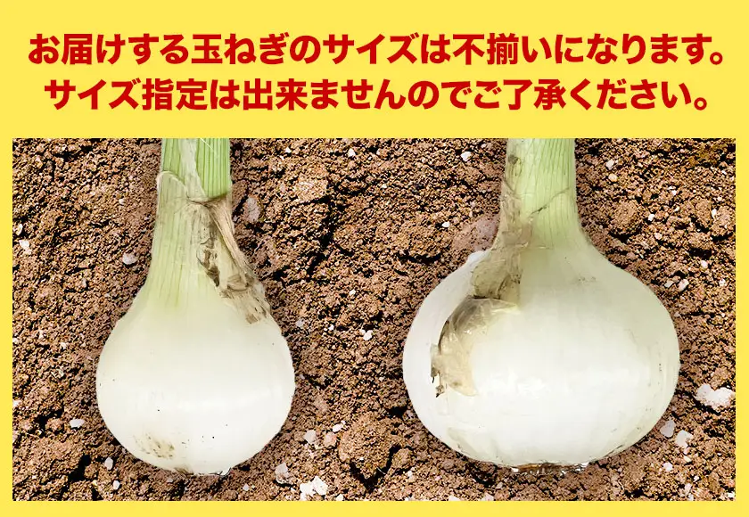 玉ねぎ 葉付き 4kg 玉ねぎ