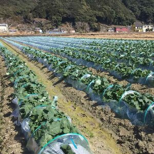 【先行予約：令和8年1月上旬以降順次発送予定】朝採り 土佐のブロッコリー 大玉6個 1.5~1.8kg 農家のオススメ専用レシピ付き【R01210】