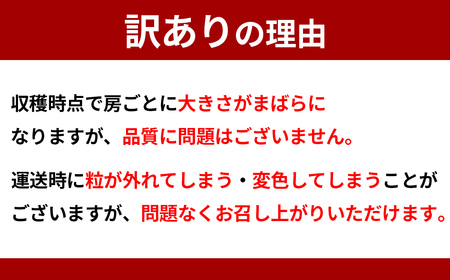 【訳あり】シャインマスカット約1.4kg 2房～5房 