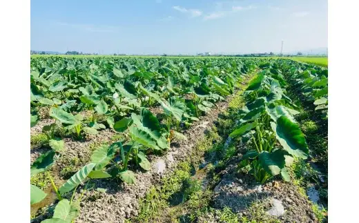 さといも 里芋 5kg 五泉産 新潟 のっぺ 野菜｜さといも サトイモ