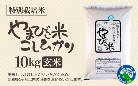 【先行予約】【令和7年産・新米】米 コシヒカリ（特別栽培米）10kg 新庄やまびこ米（玄米）【2025年10月以降順次発送予定】 [m23-c004]
