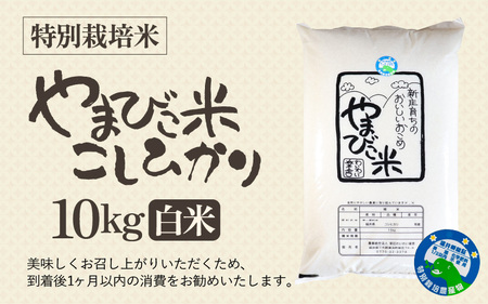 【令和8年産・新米】米 コシヒカリ（特別栽培米）10kg 新庄やまびこ米（白米）[m23-c005]