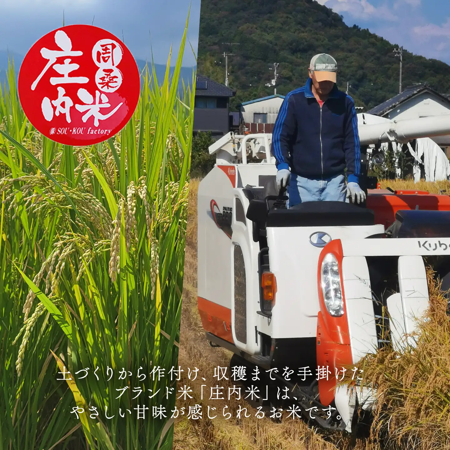 【令和8年新米】ひめの凜 10kg 新米 愛媛県ブランド米