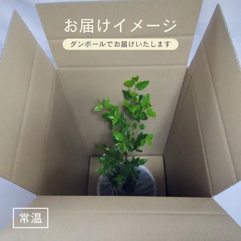 【先行予約】ナツメ苗木（鉢物）45cm～60cm【2027年4月下旬以降順次発送予定】【なつめ 植物 】 [m47-a030]