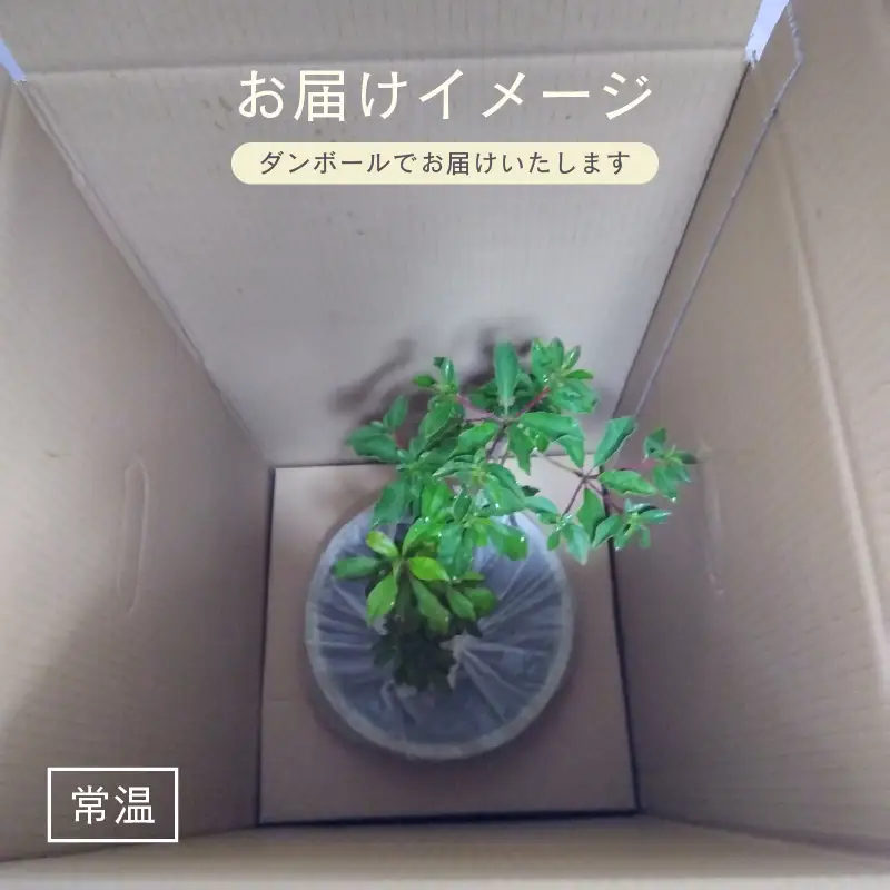 【先行予約】紅更紗ドウダンツツジ 苗木（鉢物）約30～55cm【2027年4月中旬以降順次発送予定】【つつじ お花 フラワー 花 苗 植物 花壇 ガーデニング 観葉植物 】 [m47-a010]