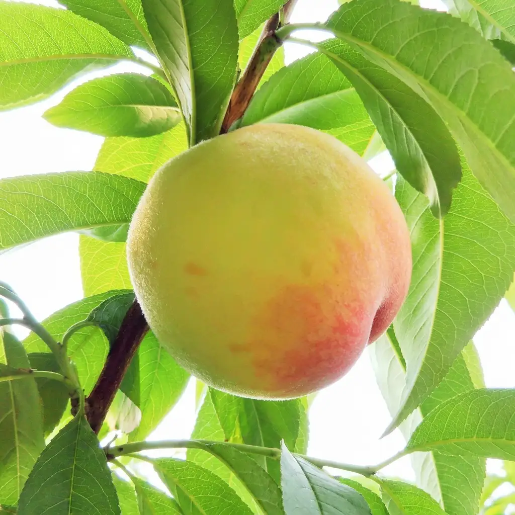 【桃 2027年 先行予約】ご家庭用 岡山白桃 約1.4kg（4～6玉） もも モモ 岡山県 国産 フルーツ 果物