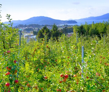 りんごの王様「サンふじ」 7個入り ～自分へのご褒美に・大切な誰かに～ 米崎りんご