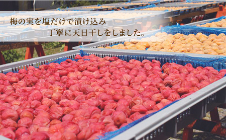 梅干し 極上の梅 志戸呂焼壺入り つや有り 梅干し