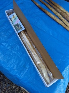  自然薯 【 約2.3kg 】 2 本 ～ 3本 千葉県産 11月上旬頃～順次発送 | マルショー農園 パイプ 栽培 ベテラン農家 長期保存 じねんじょ とろろ やまいも 山芋の卵焼き 麦とろご飯 ネバネバ丼 とろろそば 君津市 きみつ 千葉県