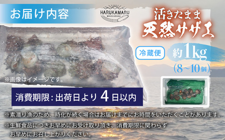 日本海若狭湾 【活きたまま天然サザエ約1kg】 海水パックにてお届け！【活サザエ BBQ】 [m36-a034]