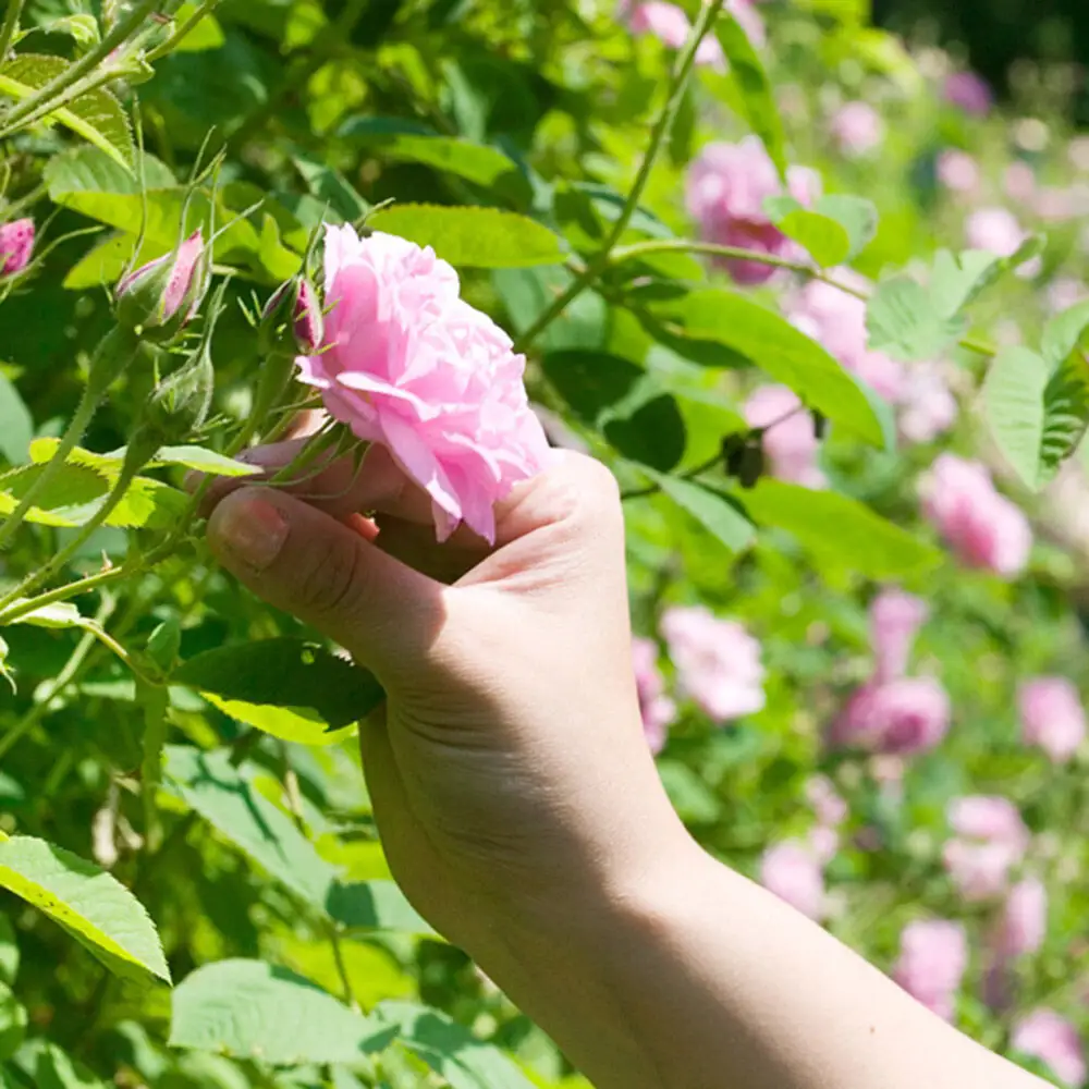 秋田薔薇園産 純粋ローズウォーター 100ml×2本 ローズメイ