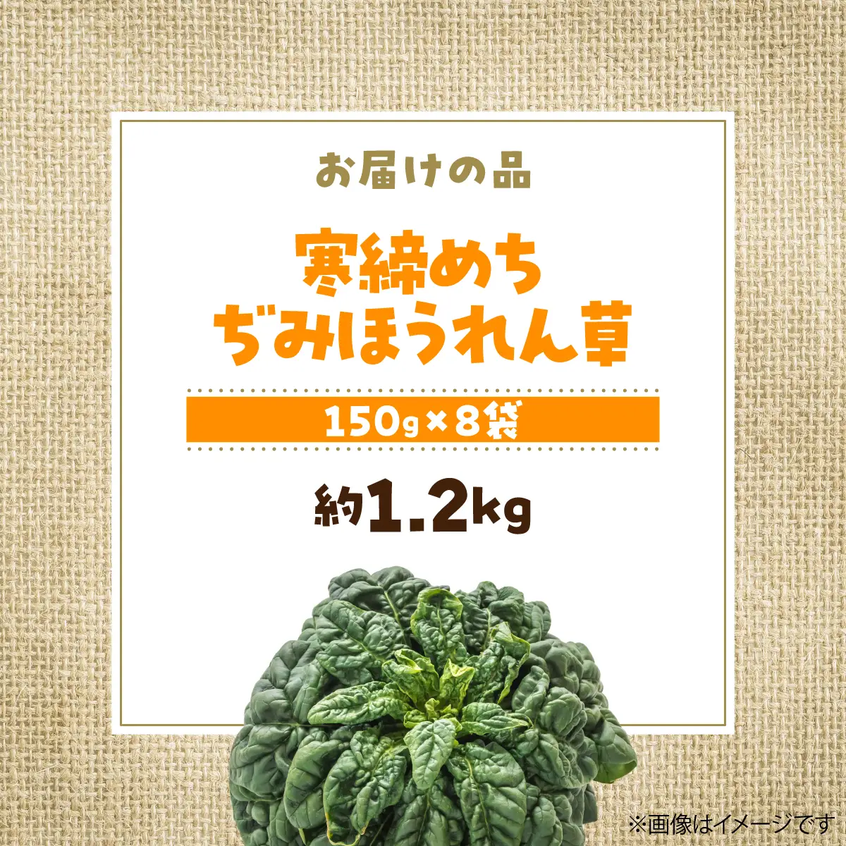 ＜2026年12月上旬よりお届け＞大作農園の寒締めちぢみほうれん草　約1.2kg SBTR001