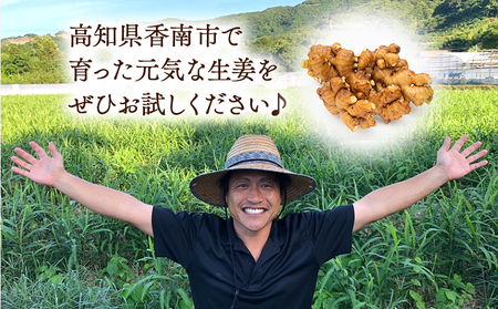 生姜 訳あり 香南市産 別役の生姜 15kg - しょうが ショウガ ジンジャー 薬味 調味料 国産 訳アリ 家庭用 キズ 株式会社べっちゃく 高知県 香南市 bc-0022