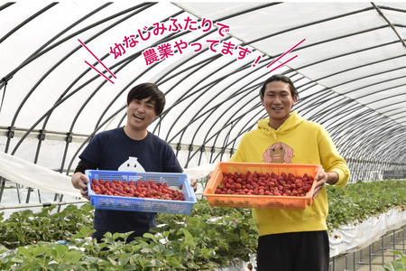 [先行予約]「究極のふつういちご」厳選大粒とちあいか 30粒入り＋いちご狩りペアご招待券 [2026年12月中旬より順次発送]  [0649]