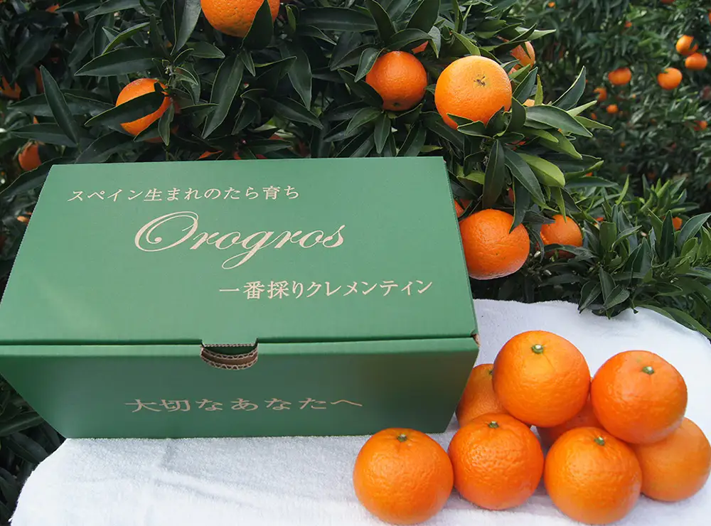 一番採りクレメンティン！新品種「オログロス」2kg みかん 蜜柑 ミカン おれんじ オレンジ フルーツ 果物 くだもの ジューシー 柑橘 マンダリン クレメンティン オログロス 国産 希少 ジューシー 薄皮プレゼント 贈り物 ギフト 佐賀県 太良町 L131x1 【2026年11月上旬～11月下旬発送予定】
