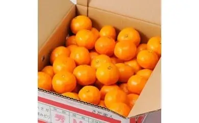 O95x1 たらみかん「さが美人」5kg　 太良町 さが 佐賀 温州みかん みかん ミカン さが美人 ブランドみかん 甘いみかん JA ジューシー 柑橘 マルチ栽培 甘い 贈り物 贈答 【2026年10月下旬-12月下旬発送予定】