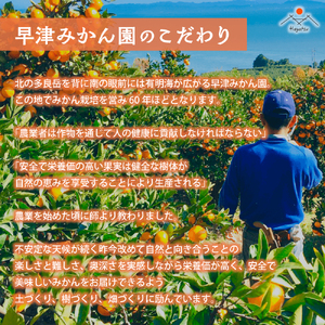 Ｑ-40 早津みかん園　旬のみかんのお楽しみ３回定期便（11月～2月）　みかん ミカン 蜜柑 温州みかん 完熟みかん 甘熟 山下紅みかん おひさまおれんじ 柑橘 有機栽培 国産 佐賀県産 太良町 こだわり 贈答品 産地直送 詰め合わせ 小玉 大玉 定期便