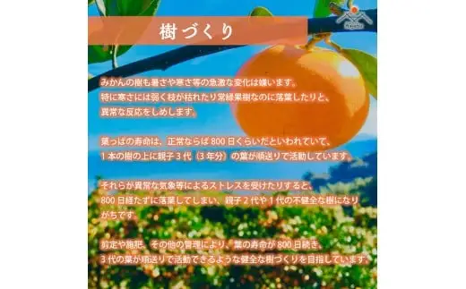 早津みかん園のスイートスプリング 3kg 【2027年2月上旬～3月上旬発送予定】 スイートスプリング みかん ミカン 柑橘 柑橘系 柑橘類 くだもの 果物 フルーツ 国産 佐賀県産 太良町産 佐賀県 太良町 常温 L27x1