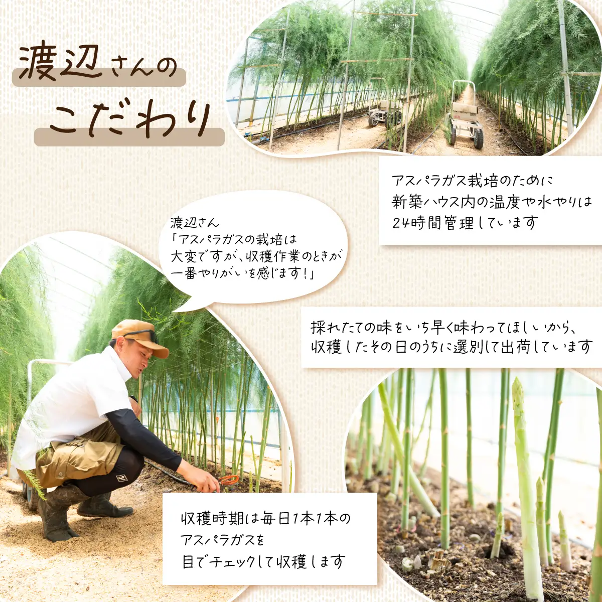 アスパラガス 1kg L～2Lサイズ 朝採り アスパラガス 夏芽 【先行受付】 【26年6月中旬～9月発送】