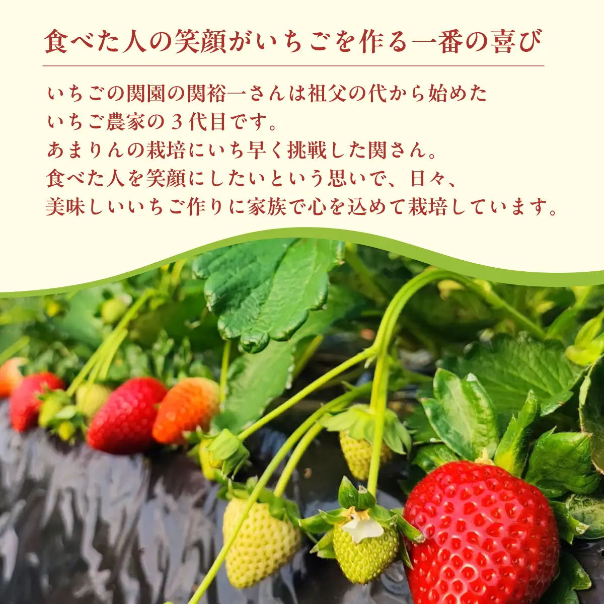 いちご あまりん 250g×2 いちご あまりん  埼玉県 久喜市