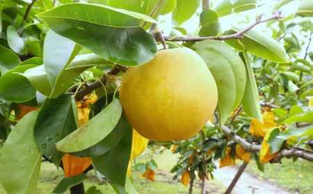 【期間限定】令和8年産 希少梨 晩三吉 5kg（5～12玉） 倉吉産 福井果樹園 梨 ブランド梨 冬梨 希少品種 果物 フルーツ 先行予約 和梨 数量限定