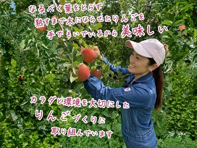 りんご サンふじ 訳あり 家庭用 高糖度 青森県産 りんご【約5kg】