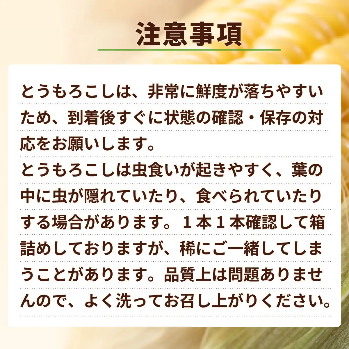 とうもろこし 訳あり ピュアホワイト 6kg 茨城県産 トウモロコシ 深夜採り 朝出荷