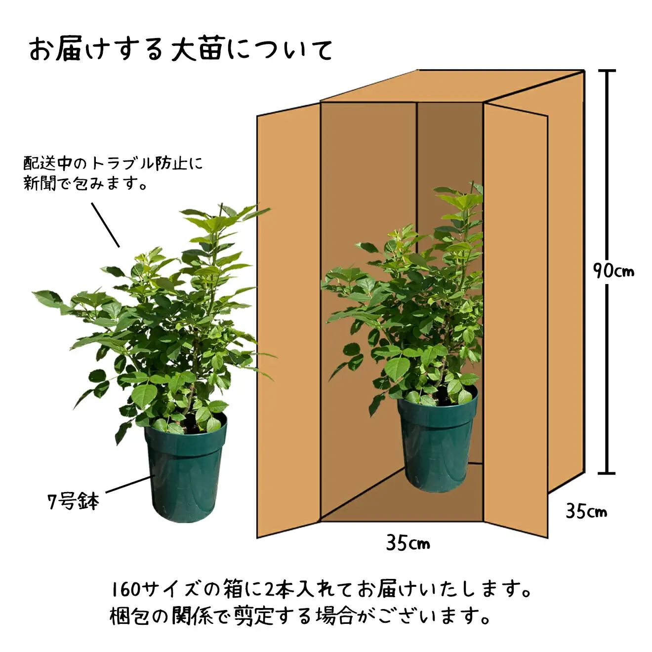 花巻温泉バラ園で育った「バラ大苗」7号サイズ おまかせ2本セット 【2001】