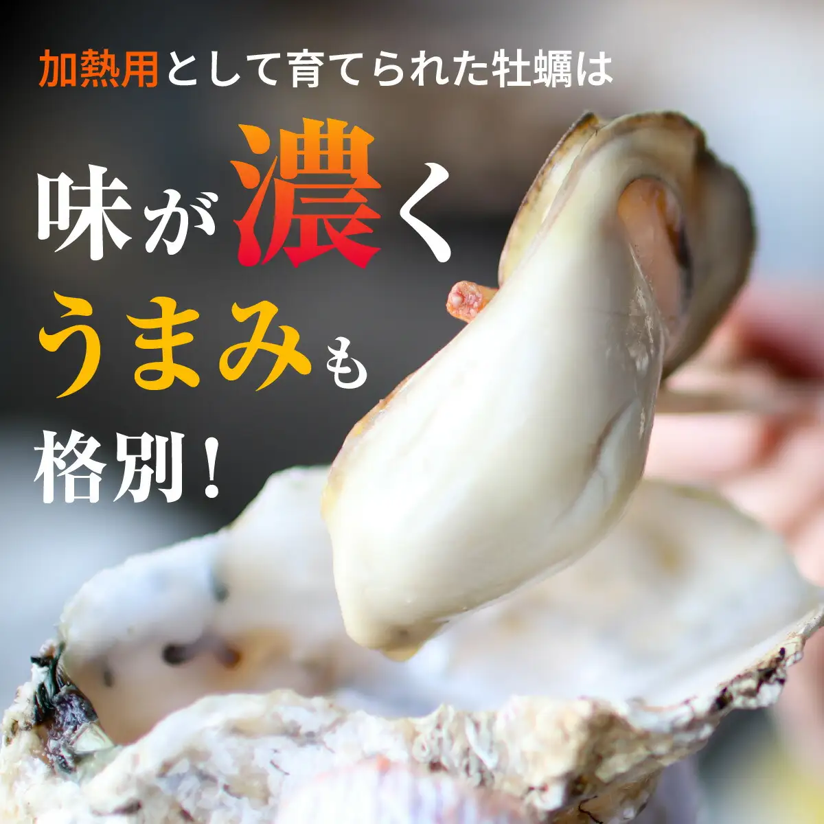 【定期便】【年2回】若狭の天然岩牡蠣（生食用）と若狭小浜ブランド 若狭かき（加熱用）2kg×2回 計4kg [BFAO014] 【配送不可地域：北海道・沖縄・離島】 