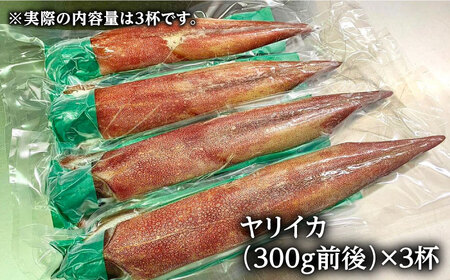 対馬産 ヤリイカ 3杯 [WCN004]新鮮 冷凍発送 やりいか 刺身 海鮮