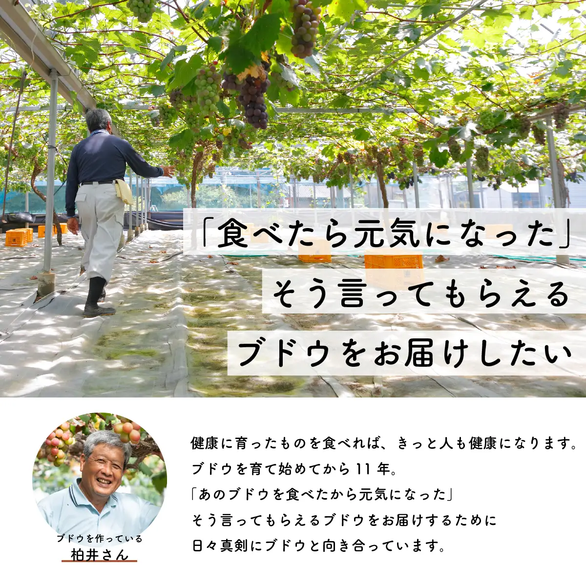 【先行予約・2026年9月】 数量限定 大粒ピオーネ 1.5kg 産地直送 農家直送 甘い 大きい 種なし ぶどう 果物 限定品