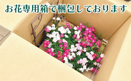花 ウェルカム レンゲローズ 四季咲き ミニ バラ