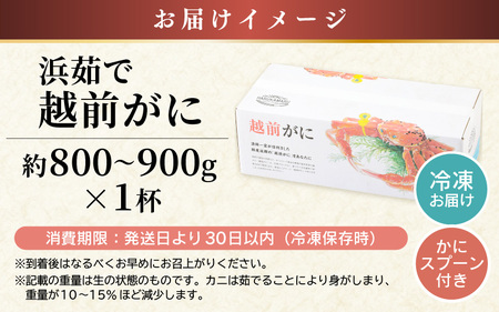 【先行予約】 越前がに 約800g～900g × 1杯【冷凍】【2026年11月下旬以降順次発送予定】急速冷凍 新鮮 越前がに [m36-h004]
