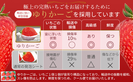 【 いちご１２月から計6回定期便 】 ◆古都華　約３００g×２パック×６回 ◆ 【今朝摘みの丸笑いちご園】 ／ フルーツ いちご 苺 イチゴ 果物 くだもの 新鮮 完熟 朝採り 高級 希少品種 甘い 奈良県 葛城市【maru-tkb003】