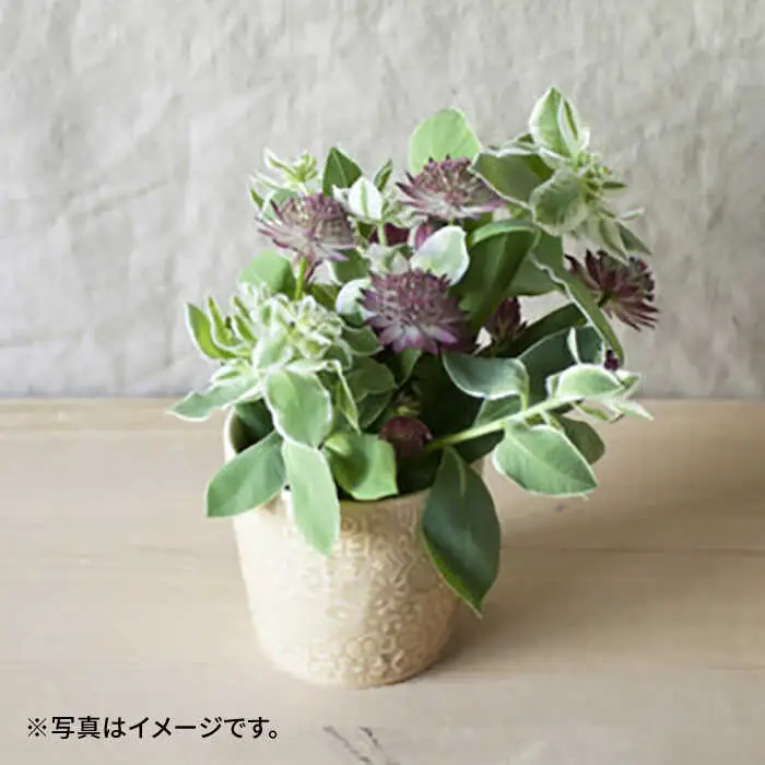 【波佐見焼】PATTERNED CUP ペア2色セット ecru + greige　【BIRDS’ WORDS】[CF072]